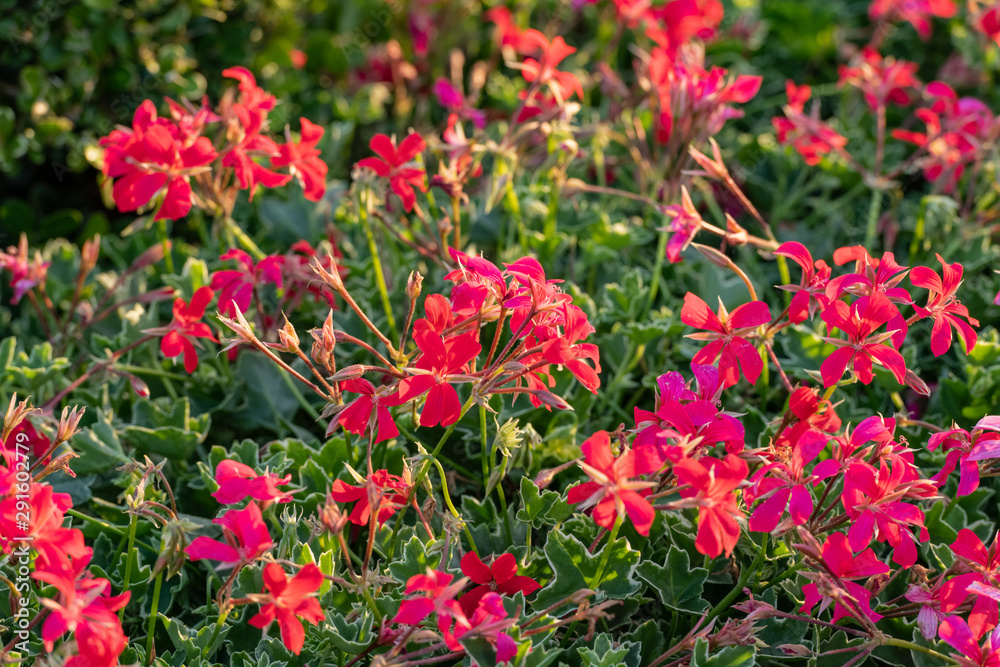 Red impatiens flowers lit by the setting sun at the Carnival of Flowers in Toowoomba, Queensland, Australia.