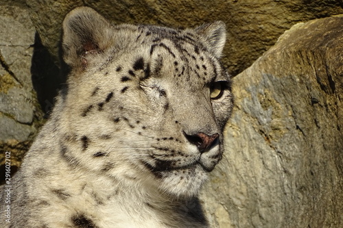 Beautiful snow leopard at the zoo