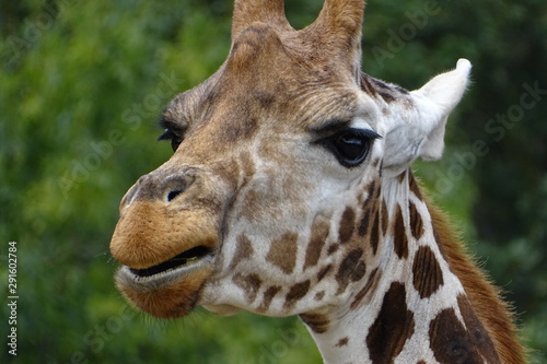 Foto Giraffes at the zoo