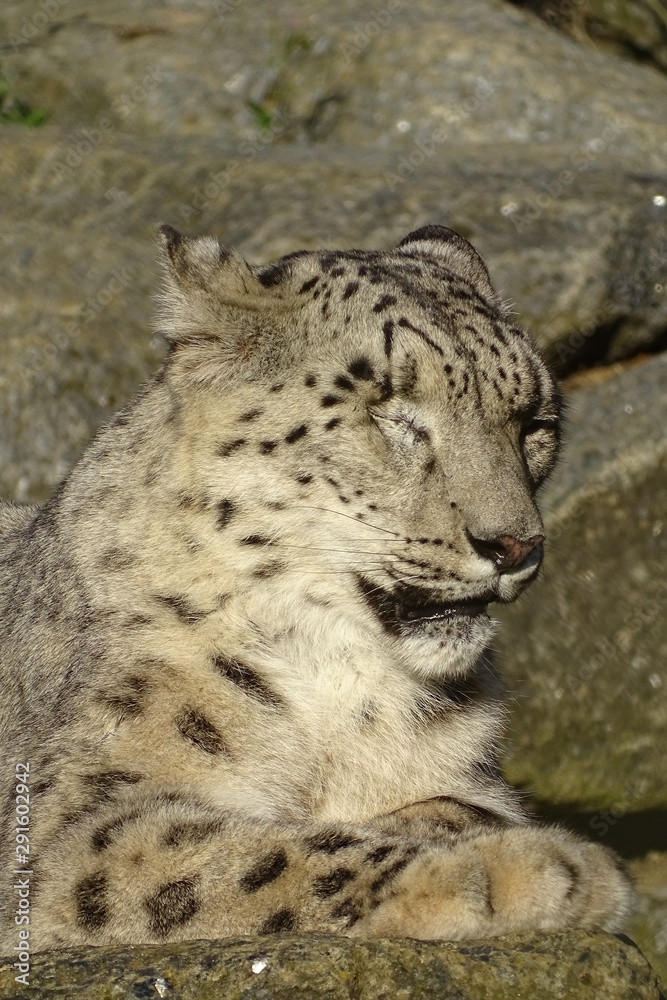 Beautiful snow leopard at the zoo Beautiful snow leopard at the zoo