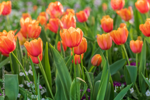 Close up of peach tulips lit by the setting sun at the Carnival of Flowers in Toowoomba, Queensland, Australia.