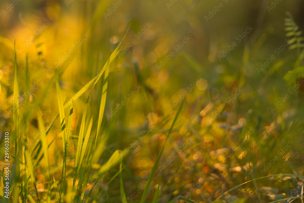 Grass in sunset sunlight closeup. Nature blurred background, bokeh