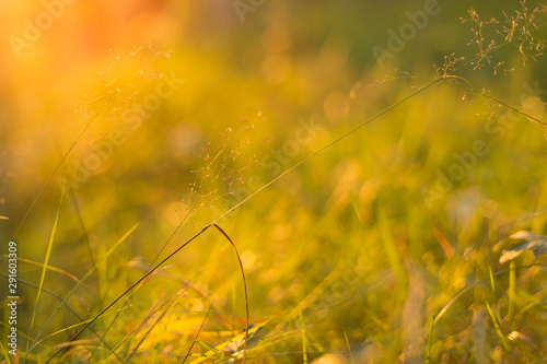 Autumn Grass in sunset sunlight closeup. Nature blurred background  bokeh