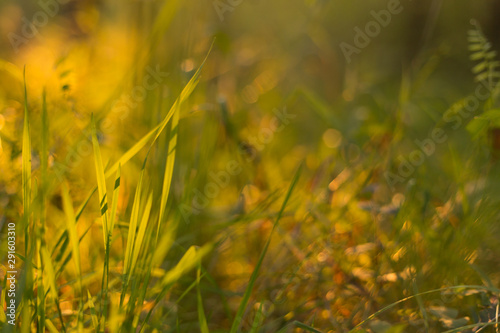 Grass in sunset sunlight closeup. Nature blurred background  bokeh