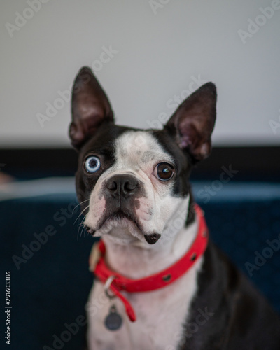 Fototapeta Naklejka Na Ścianę i Meble -  boston terrier