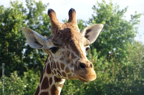 Fotografie Giraffes at the zoo