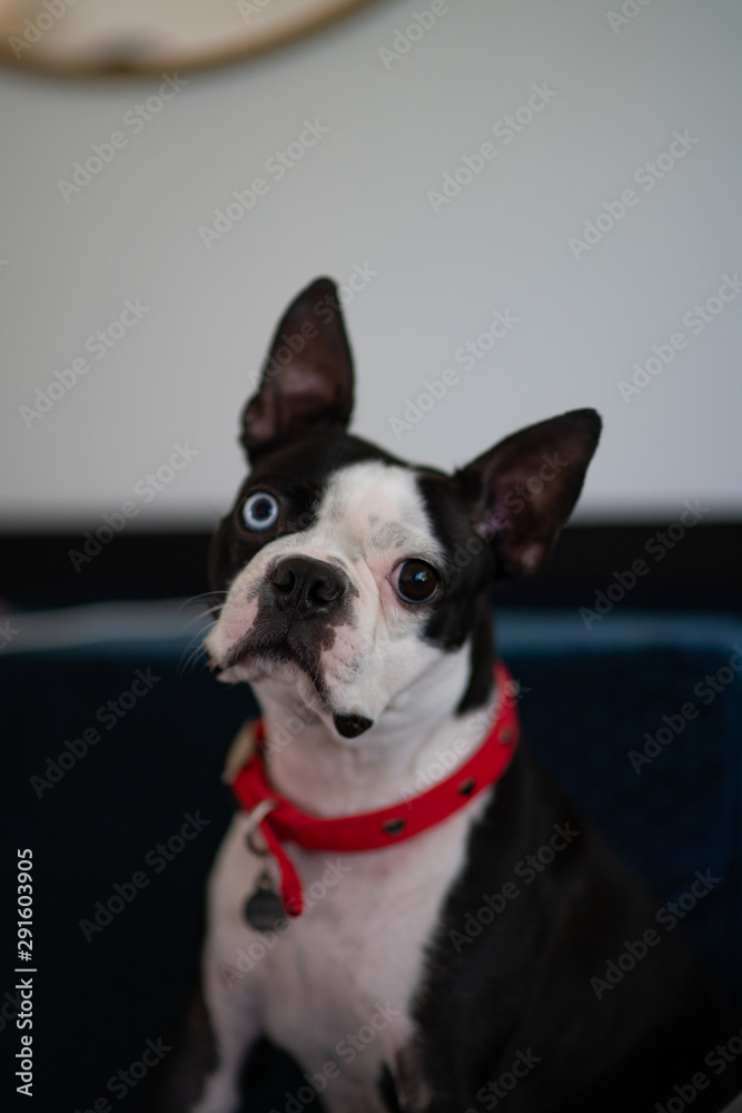 boston terrier with different color eyes stares at camera