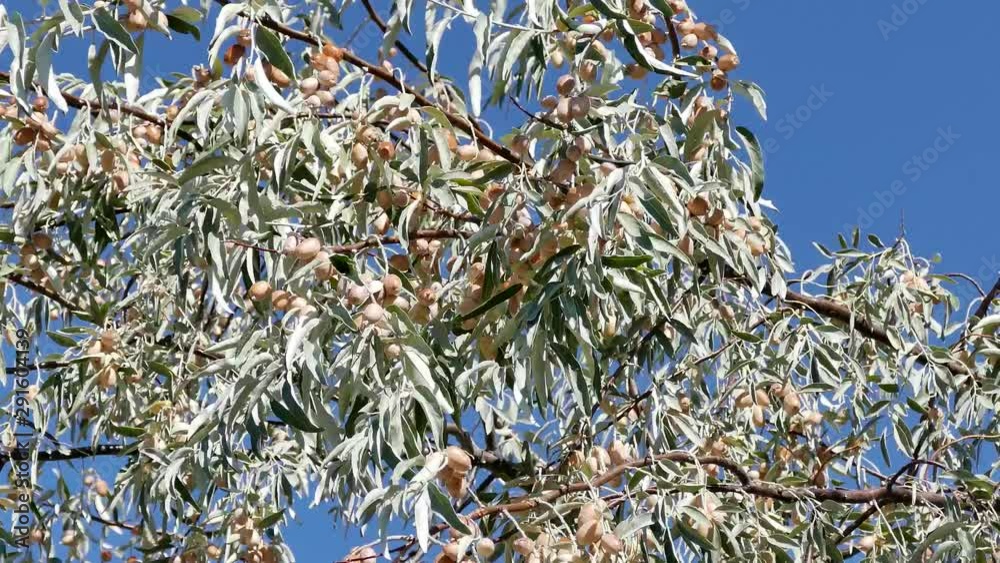 elaeagnus tree, elaeagnus fruit, elaeagnus tree and its fruits, elaeagnus tree, elaeagnus fruit, elaeagnus tree and its fruits,