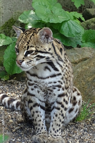 Ocelot cat at the zoo © Christopher Keeley