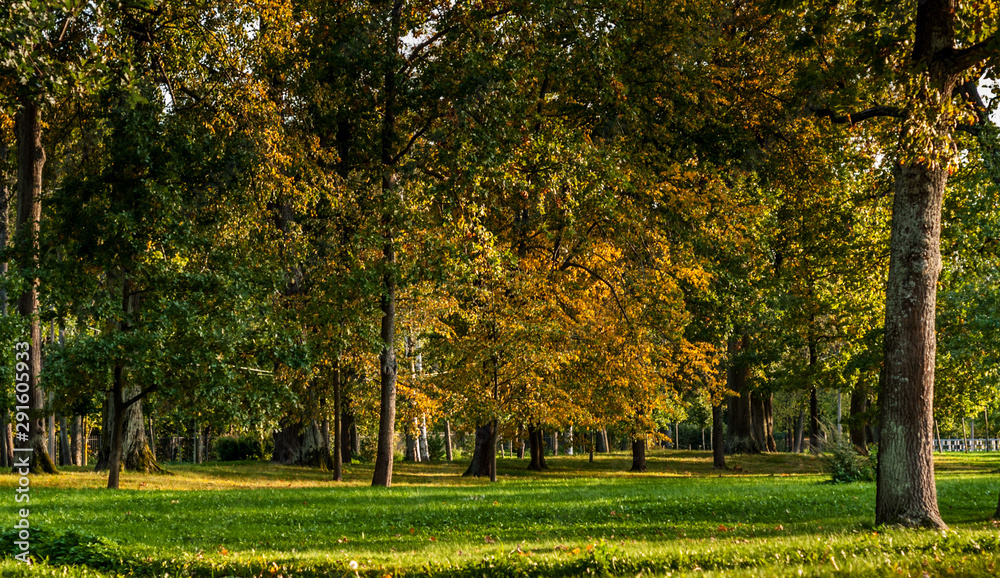 Naklejka premium Autumn trees in the park on a sunny day