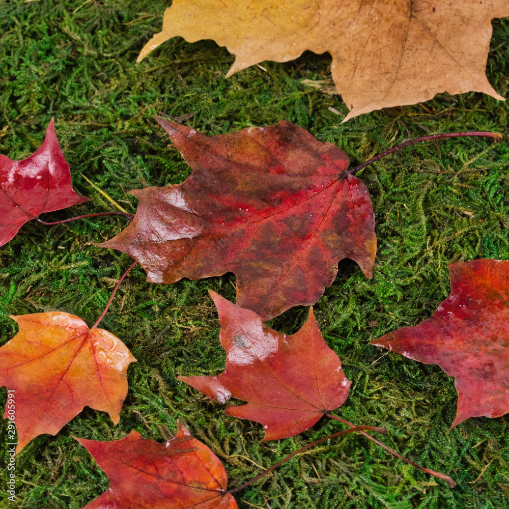 Fallen maple leaves on green grass Fallen maple leaves on green grass