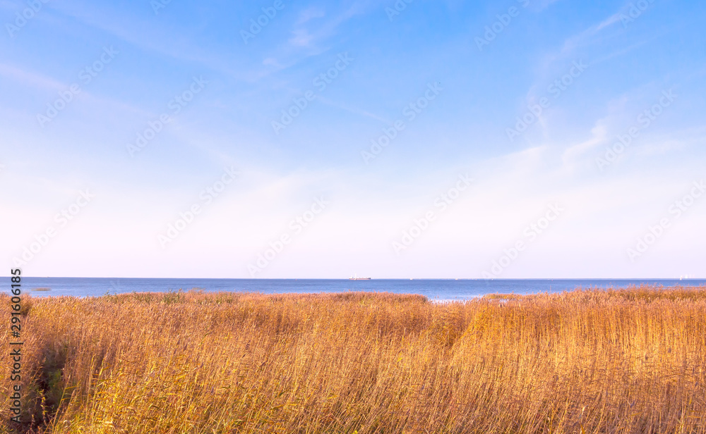 Autumn landscape lake shore with growing reeds