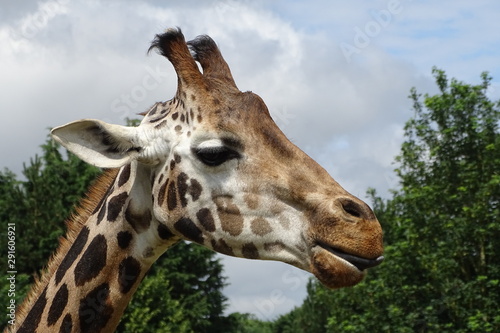 Foto Giraffes at the zoo