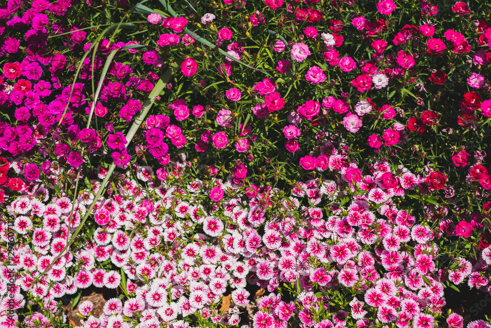flower garden colourful yard spring festival  pink
