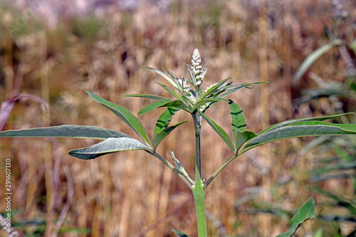 Mönchspfeffer (Vitex agnus-castus) in Griechenland - vitex, chaste tree photo