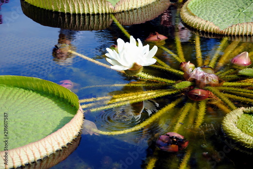 Victoria amazonica or Victoria regia, the largest of the Nymphaeaceae family of water lilies with very large leaves,  in the Hortus Botanicus, Amsterdam