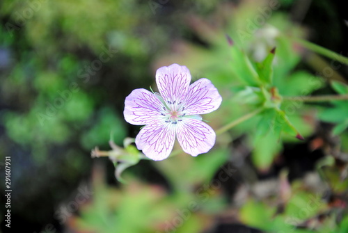 Canvastavla Close up of a single purple veined pink flower of pencilled cranesbill, veiny ge