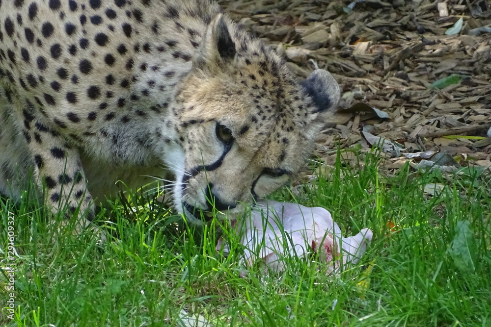 Fototapeta premium Cheetah feeding at the zoo
