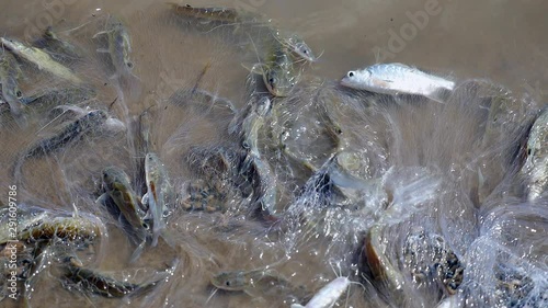  close-up on fish catch enmeshed in fishing net soaking at river's edge