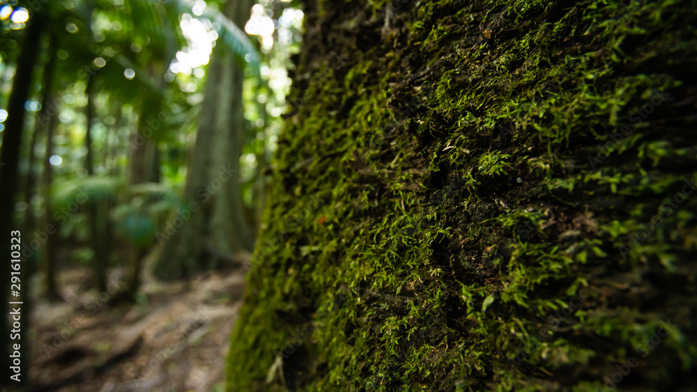 tree in forest