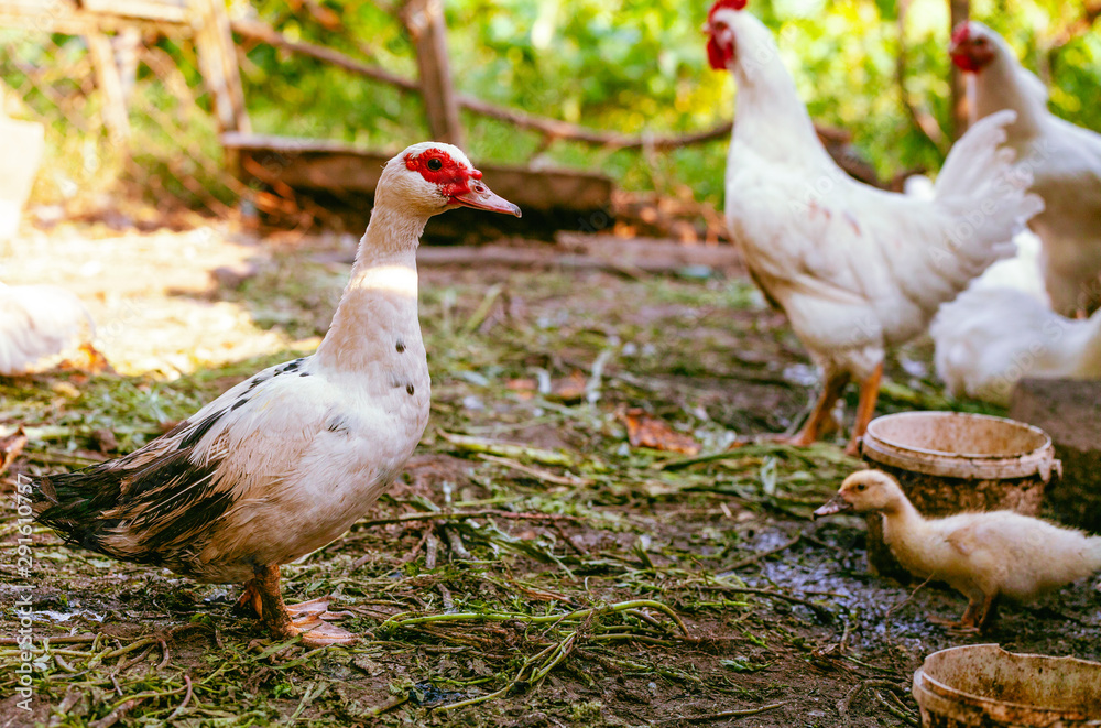Fototapeta premium Ducks and Chickens on the farm. Ducks and Chickens looking for food in the farm yard. Domestic animals. Free Range Duck and Cock. Ducks and Chickens walking around lawned garden