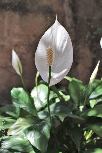 fotos no jardim de casa
