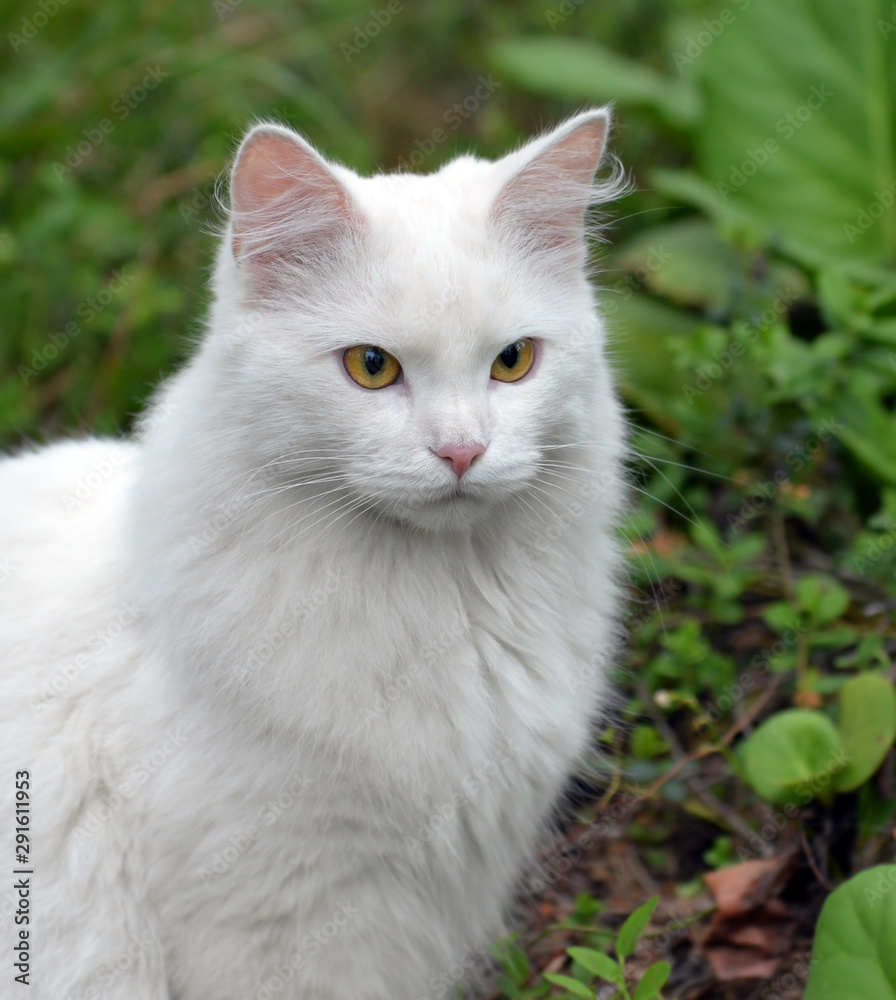 Portrait of white cat