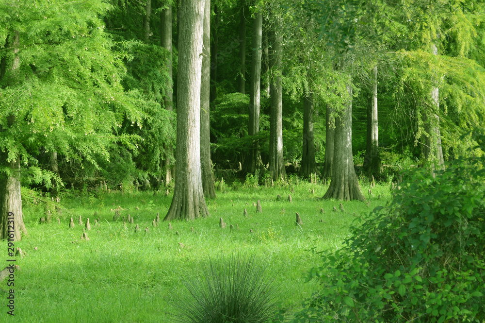 Green forest, Tarf, Algeria, Africa Green forest, Tarf, Algeria, Africa