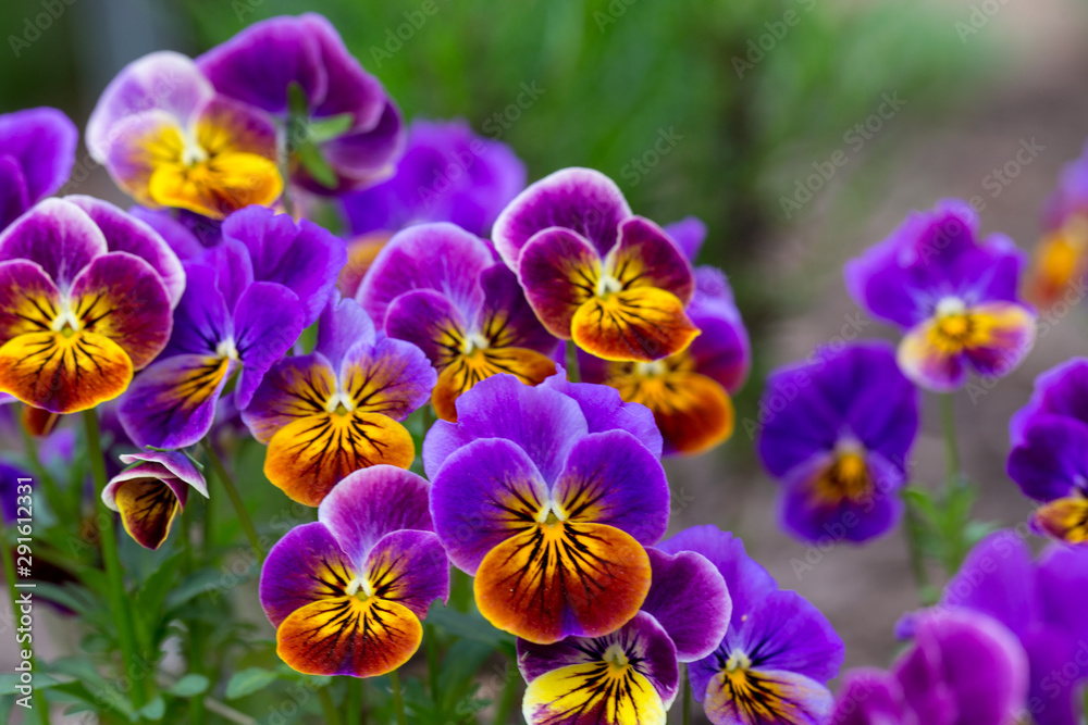 spring flower blossoms us botanic garden washington dc spring flower blossoms us botanic garden washington dc