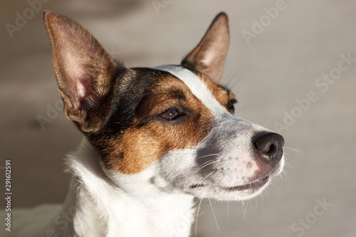 Close up portrait of a smart and focused Jack Russell Terrier dog outdoors in the sun