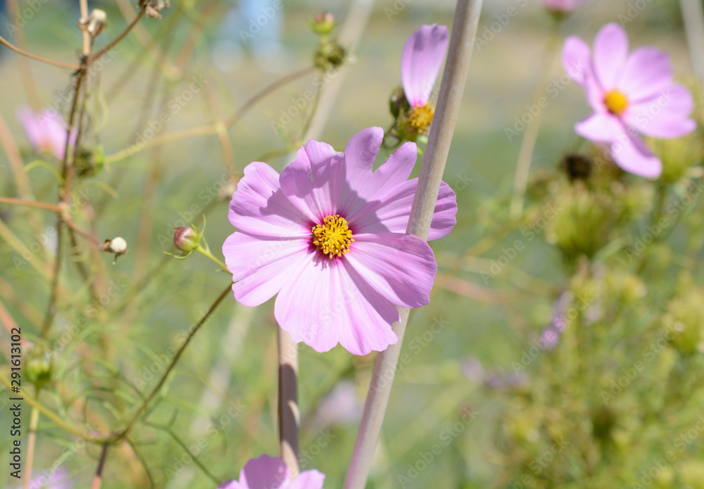 Purple cosmos flower with pollen blooming in autumn Colorado garden Purple cosmos flower with pollen blooming in autumn Colorado garden