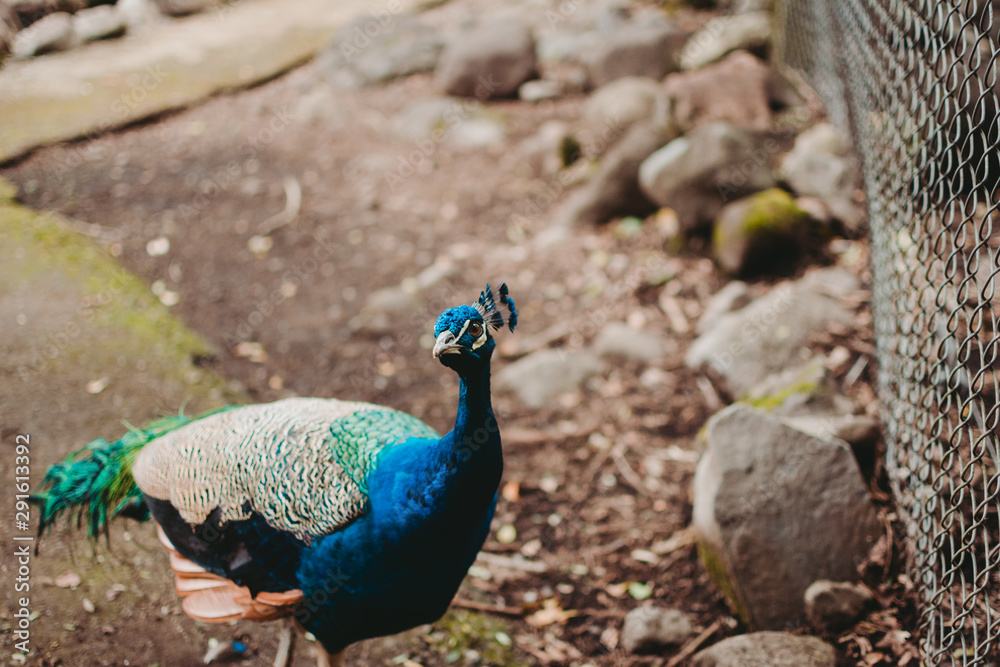 Fototapeta premium Pavo real viedno hacia la camara