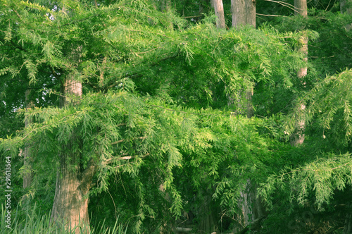 Green forest, Tarf, Algeria, Africa photo