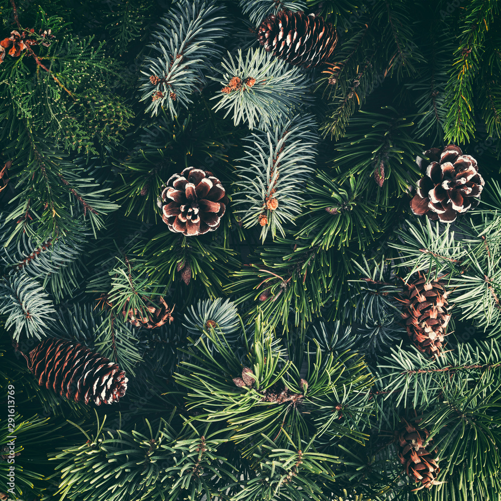 Holiday background of Christmas tree branches, spruce, juniper, fir, larch, pine cones. Xmas and New Year theme. Flat lay, top view, toning - obrazy, fototapety, plakaty 