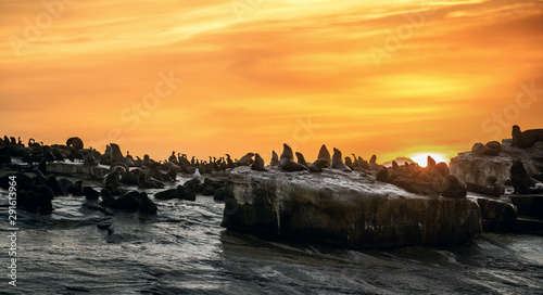 Sunrise at Seal Island. South African (Cape) fur seals (Arctocephalus pusillus pusillus), Colony of cape fur seals. False Bay, Western Cape, South Africa, Africa.