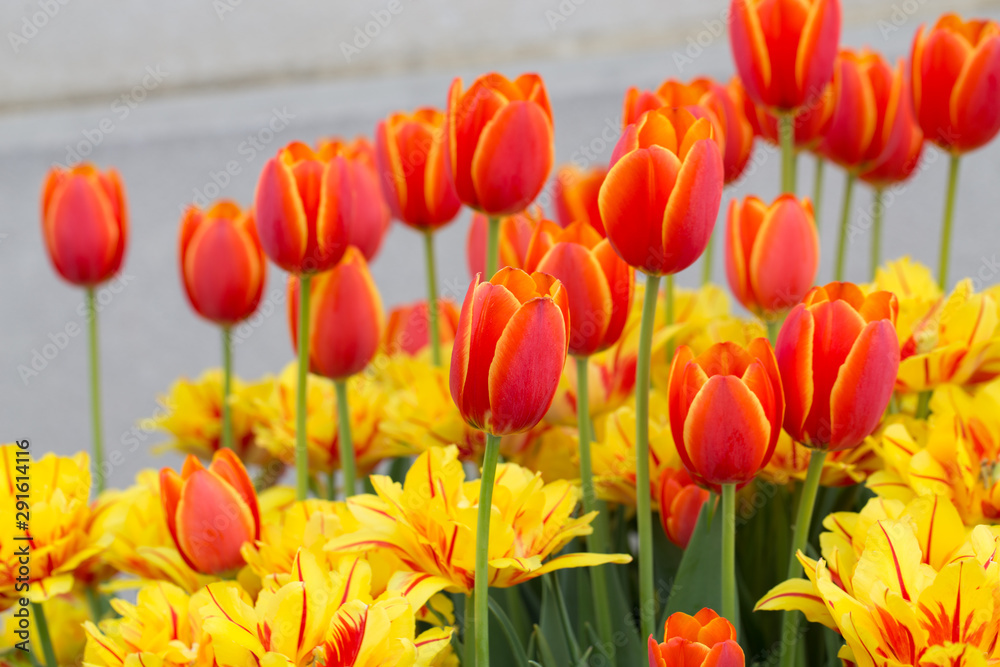 vibrant spring tulips capitol hill washington dc usa vibrant spring tulips capitol hill washington dc usa