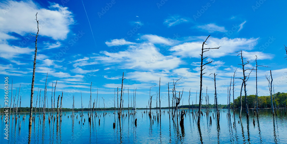 Manasquan Reservoir in New Jersey, USA. Dead Trees in the forest around a lake. reflections of old tree trunks in blue pond water.