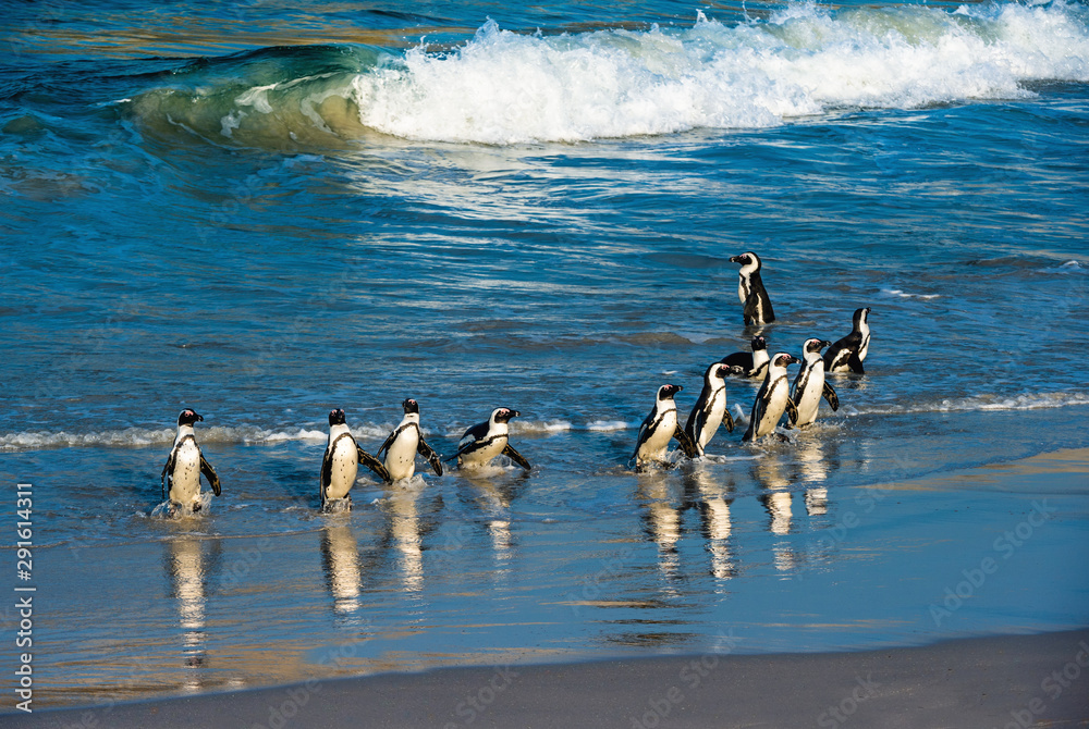 Naklejka premium African penguins walk out of the ocean to the sandy beach. African penguin also known as the jackass penguin, black-footed penguin. Scientific name: Spheniscus demersus. Boulders colony. South Africa