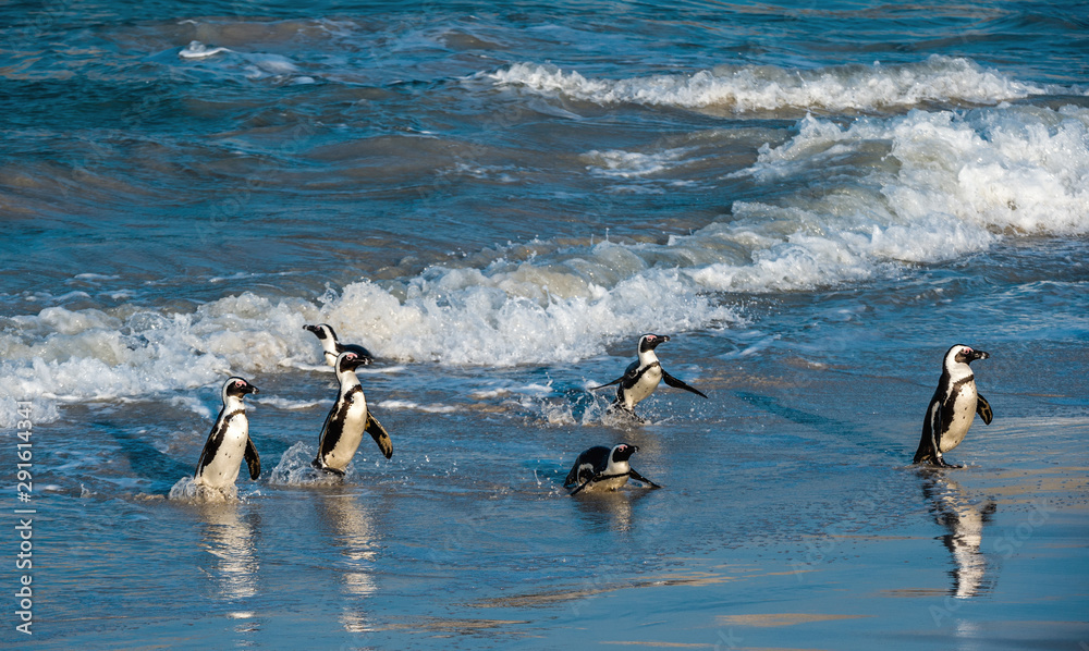 Naklejka premium African penguins walk out of the ocean to the sandy beach. African penguin also known as the jackass penguin, black-footed penguin. Scientific name: Spheniscus demersus. Boulders colony. South Africa