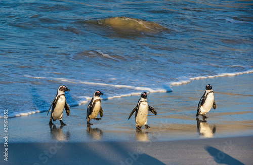 African penguins walk out of the ocean to the sandy beach. African penguin also known as the jackass penguin, black-footed penguin. Scientific name: Spheniscus demersus. Boulders colony. South Africa