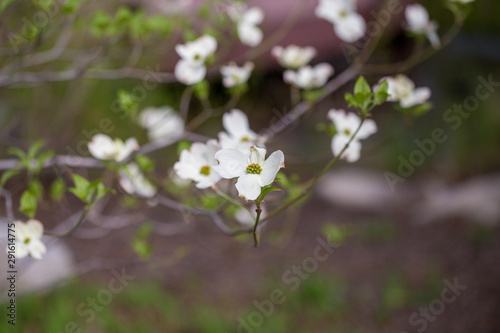 flowering dogwood tree capitol hill washington dc usa