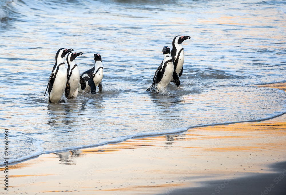 Naklejka premium African penguins walk out of the ocean to the sandy beach. African penguin also known as the jackass penguin, black-footed penguin. Scientific name: Spheniscus demersus. Boulders colony. South Africa