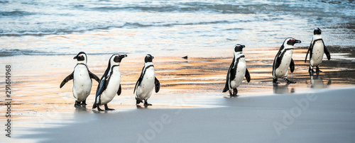 Canvas Print African penguins walk out of the ocean to the sandy beach
