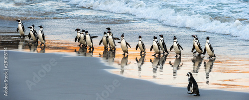 African penguins walk out of the ocean to the sandy beach. African penguin also known as the jackass penguin, black-footed penguin. Scientific name: Spheniscus demersus. Boulders colony. South Africa photo