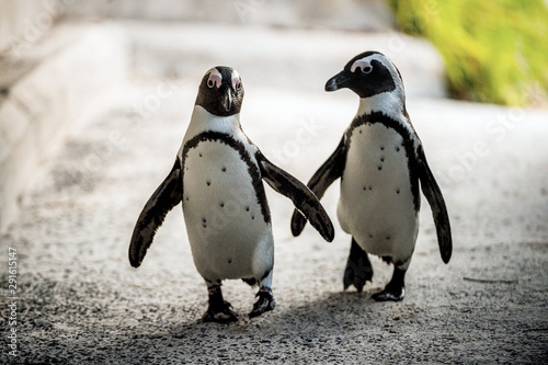African penguins. African penguin also known as the jackass penguin, black-footed penguin. Scientific name: Spheniscus demersus. Boulders colony. South Africa