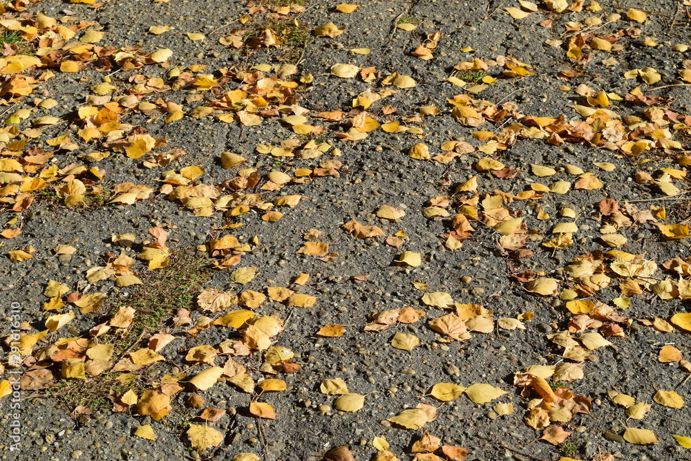 Collection of Beautiful Colorful Autumn Leaves Collection of Beautiful Colorful Autumn Leaves