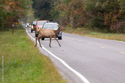 Canvastavla cow elk crossing the road