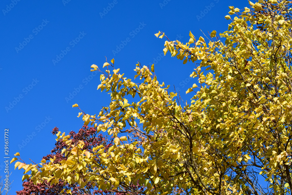 Color leaves of cotinus coggygria and apricot Color leaves of cotinus coggygria and apricot