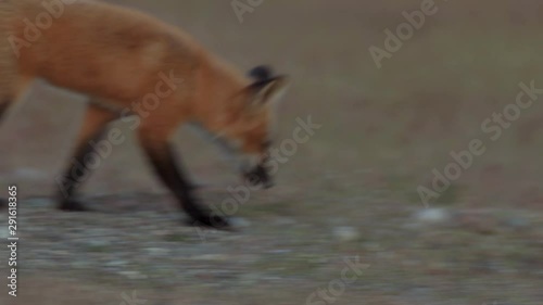 4K Young Red Fox with Black Fox Mother on the Prairie Near Dusk