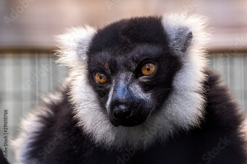 close up portrait of a black and white ruffed lemur